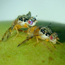 control de la mosca de la fruta